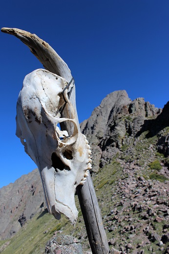 24 Skully and Needle