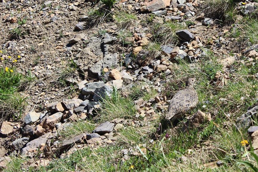 27 Ptarmigan and Chicks